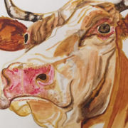 Herefordshire bull 50x60cm. Sam James Fine Art