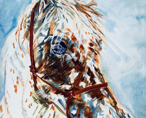 Appaloosa Stallion - Private Commission 50x60cm. Sam James Fine Art