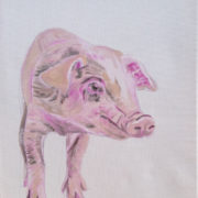 Wilbur the piglet. Sam James Fine Art