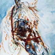 Appaloosa Stallion - Private Commission 50x60cm. Sam James Fine Art