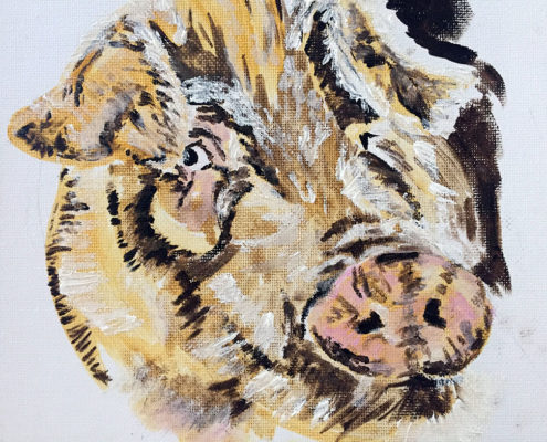 Steve’s Pig 40x50cm. Sam James Fine Art